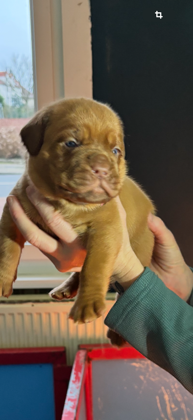 Du Pensionnat De Lila  - Chiots disponibles - Dogue de Bordeaux