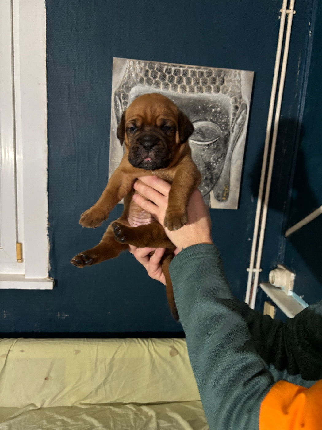 Du Pensionnat De Lila  - Chiots disponibles - Dogue de Bordeaux