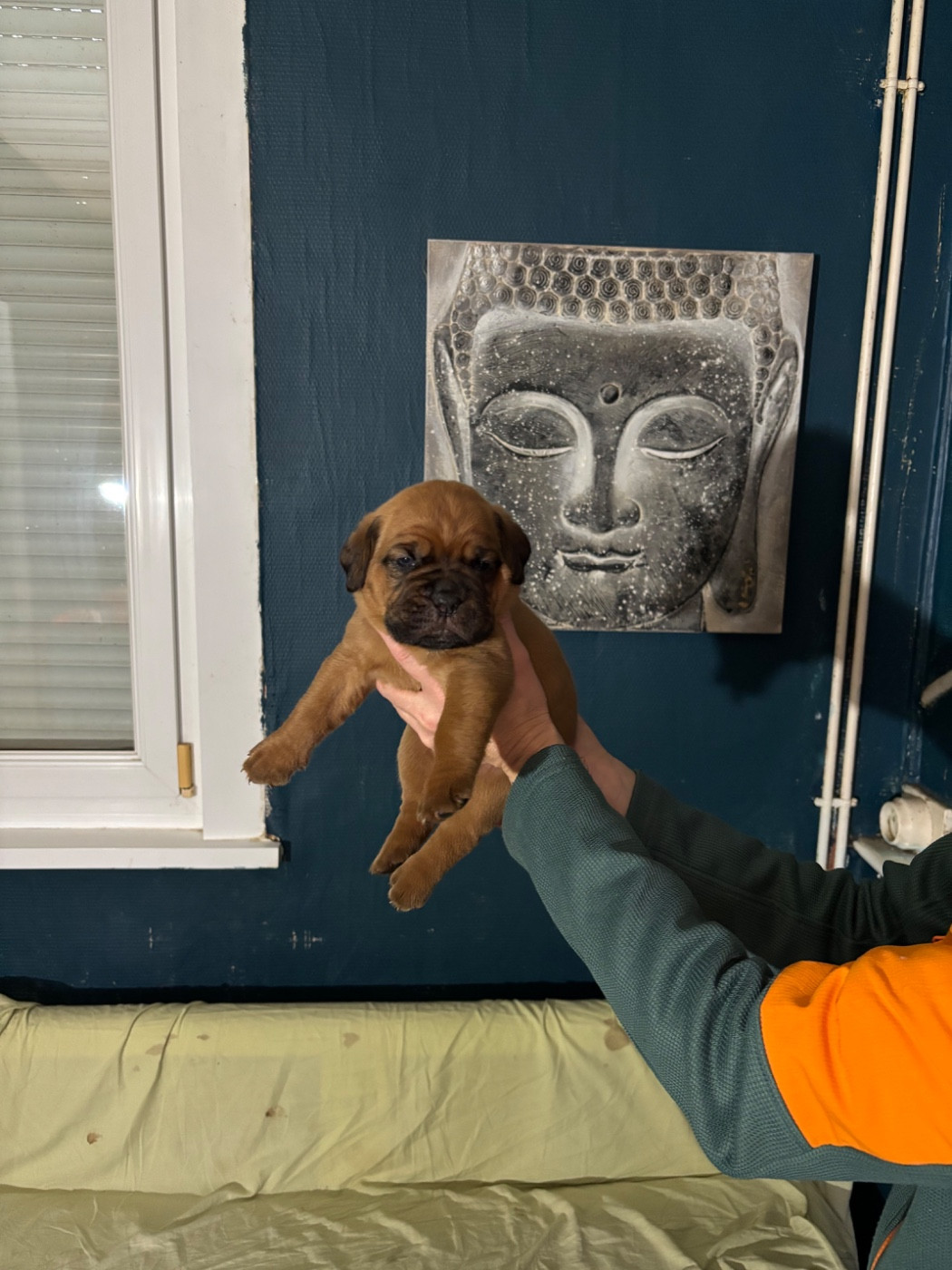 Du Pensionnat De Lila  - Chiots disponibles - Dogue de Bordeaux