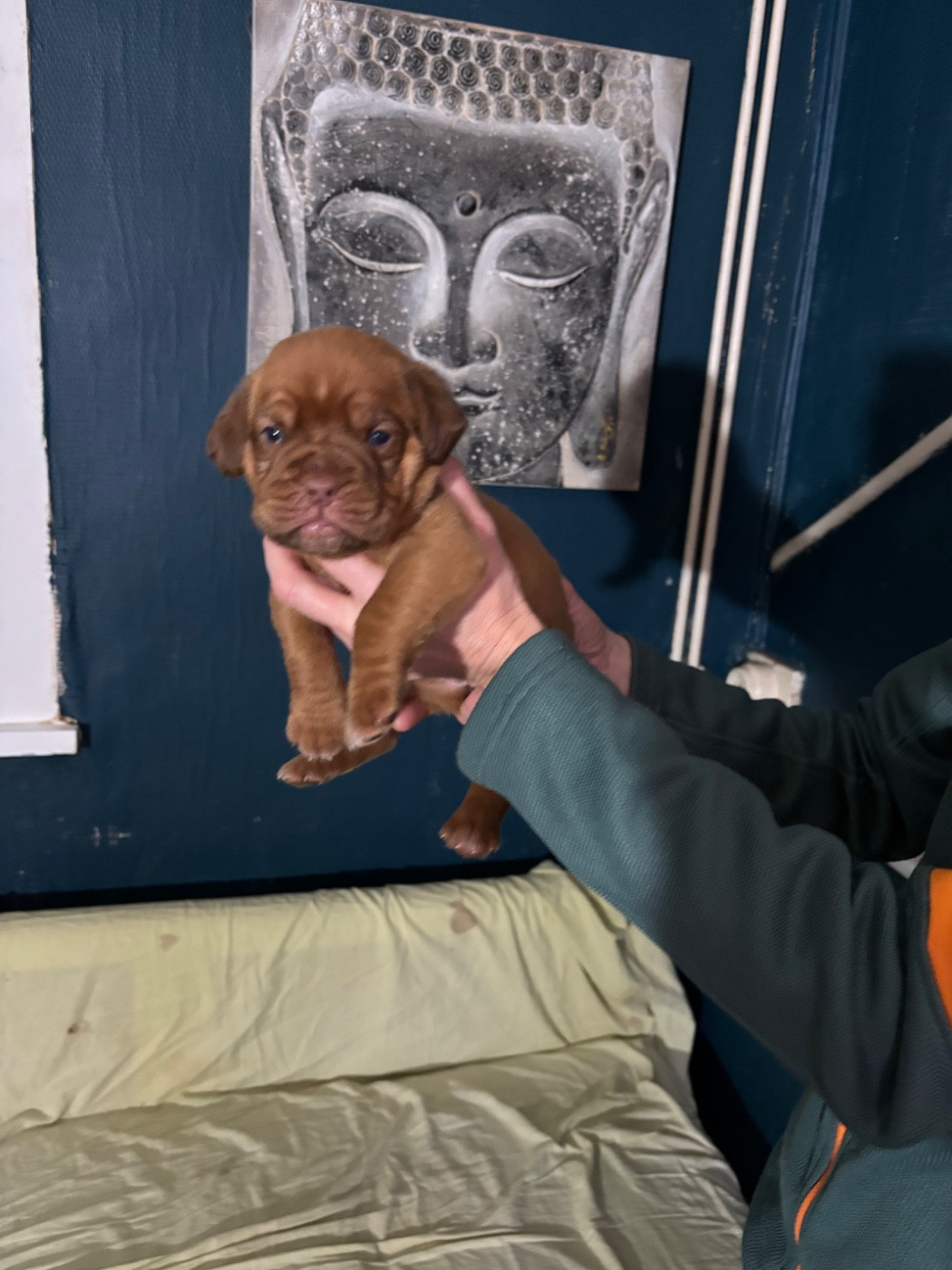 Du Pensionnat De Lila  - Chiots disponibles - Dogue de Bordeaux