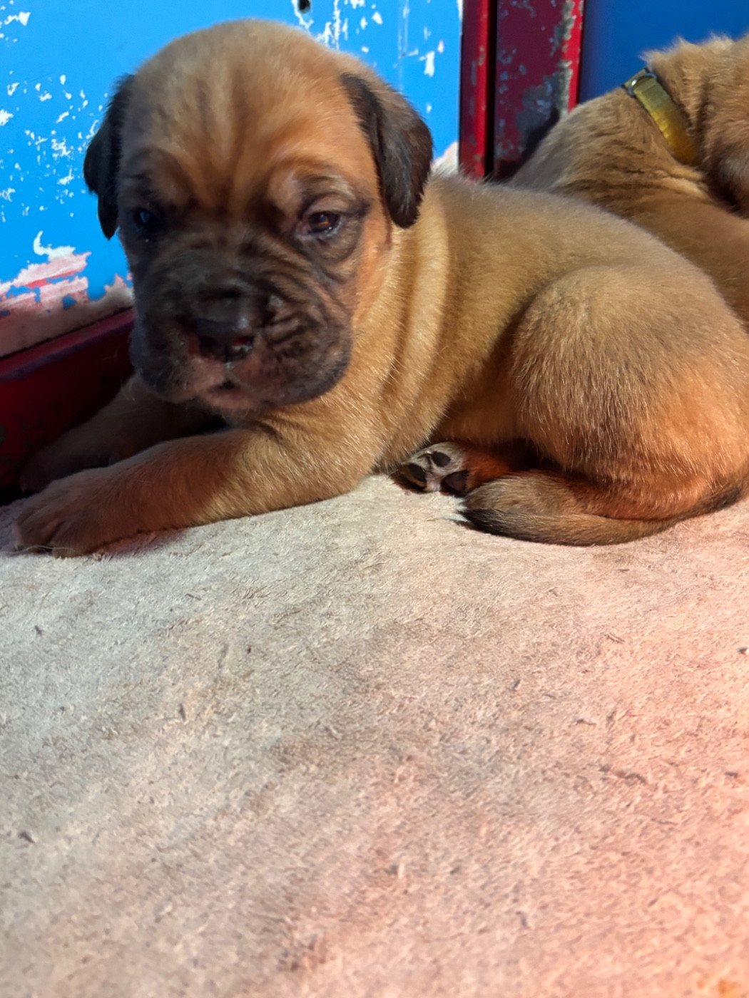 Du Pensionnat De Lila  - Chiots disponibles - Dogue de Bordeaux