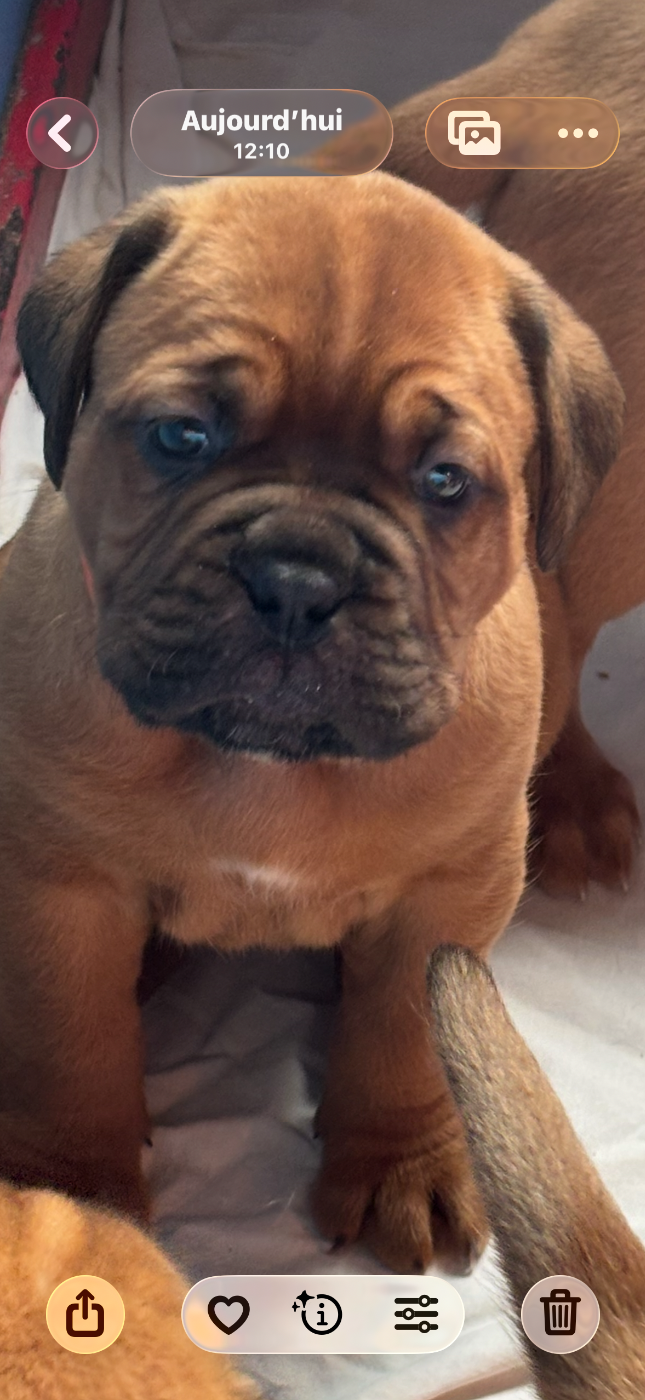 Du Pensionnat De Lila  - Chiots disponibles - Dogue de Bordeaux