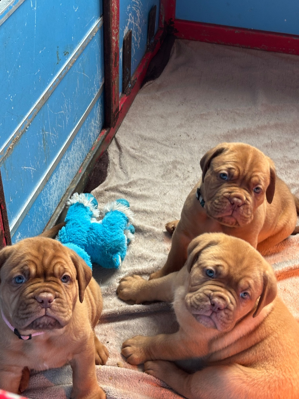 Du Pensionnat De Lila  - Chiots disponibles - Dogue de Bordeaux