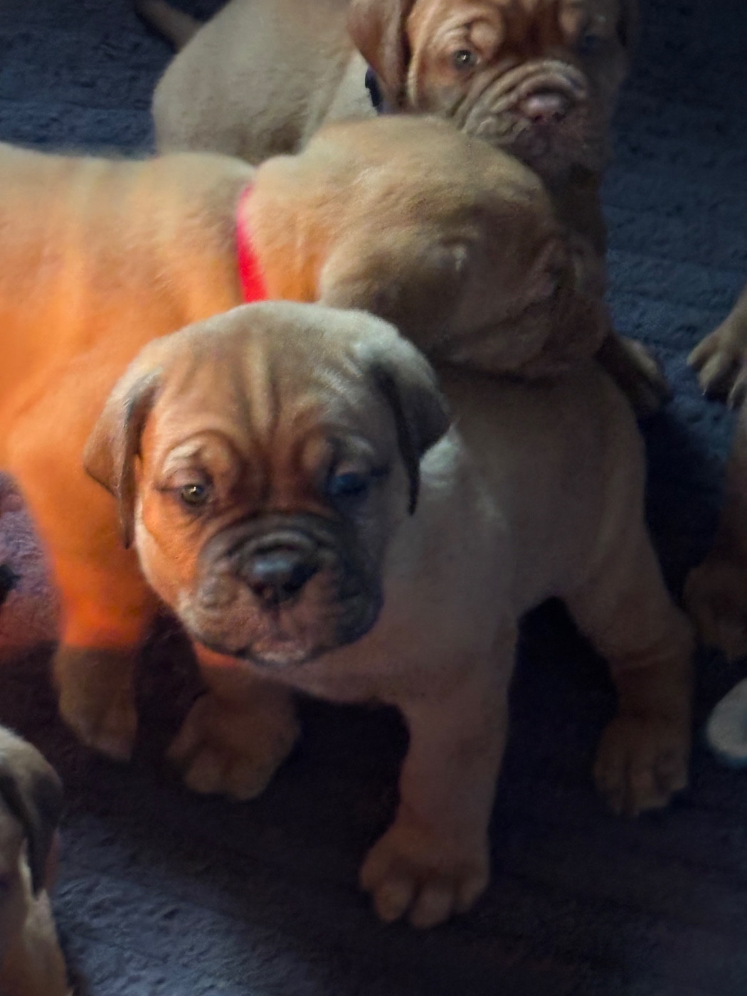 Du Pensionnat De Lila  - Chiots disponibles - Dogue de Bordeaux