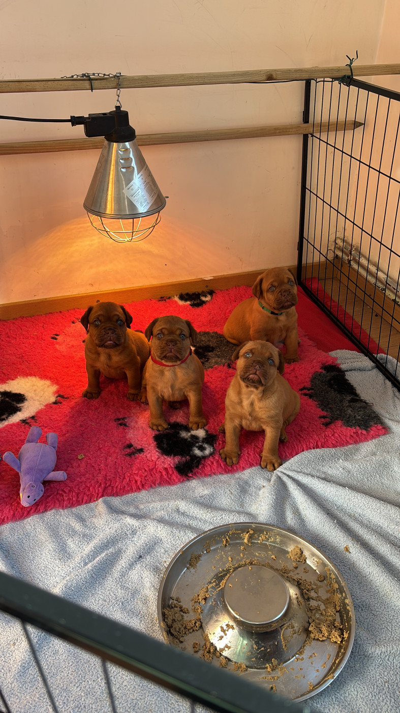 Chiot Dogue de Bordeaux Du Pensionnat De Lila 