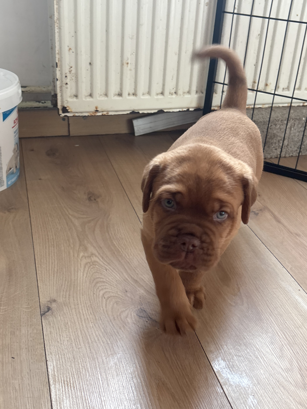 Du Pensionnat De Lila  - Chiots disponibles - Dogue de Bordeaux